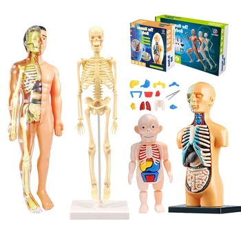 Simulační Model Lidské Kostry Lidského Těla Anatomie Modelu Učební pomůcky Pro Studenty DIY Vzdělávací Hračky Pro Kid 3D Lidské Tělo